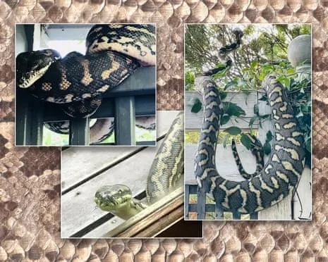 Welcoming my Reptiles in My Ceiling: A Journey from Fear to Admiration